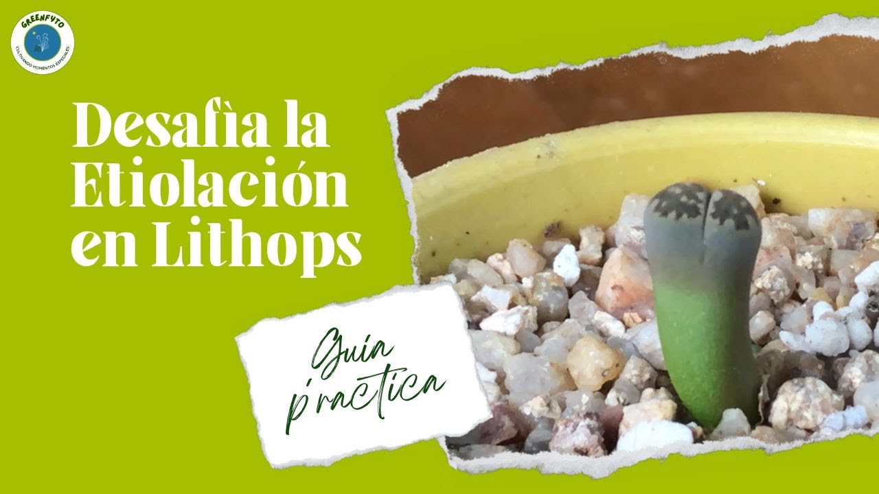 Desafía la Etiolación | Guía Práctica para el Cuidado Óptimo de tus Lithops 🚀🌵