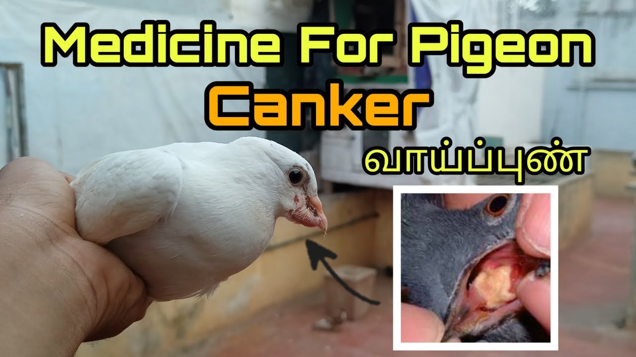 Medcine for pigeon canker treatment | தமிழில் |