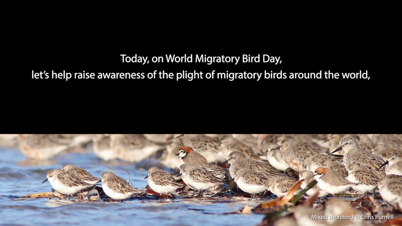 Migratory Shorebirds