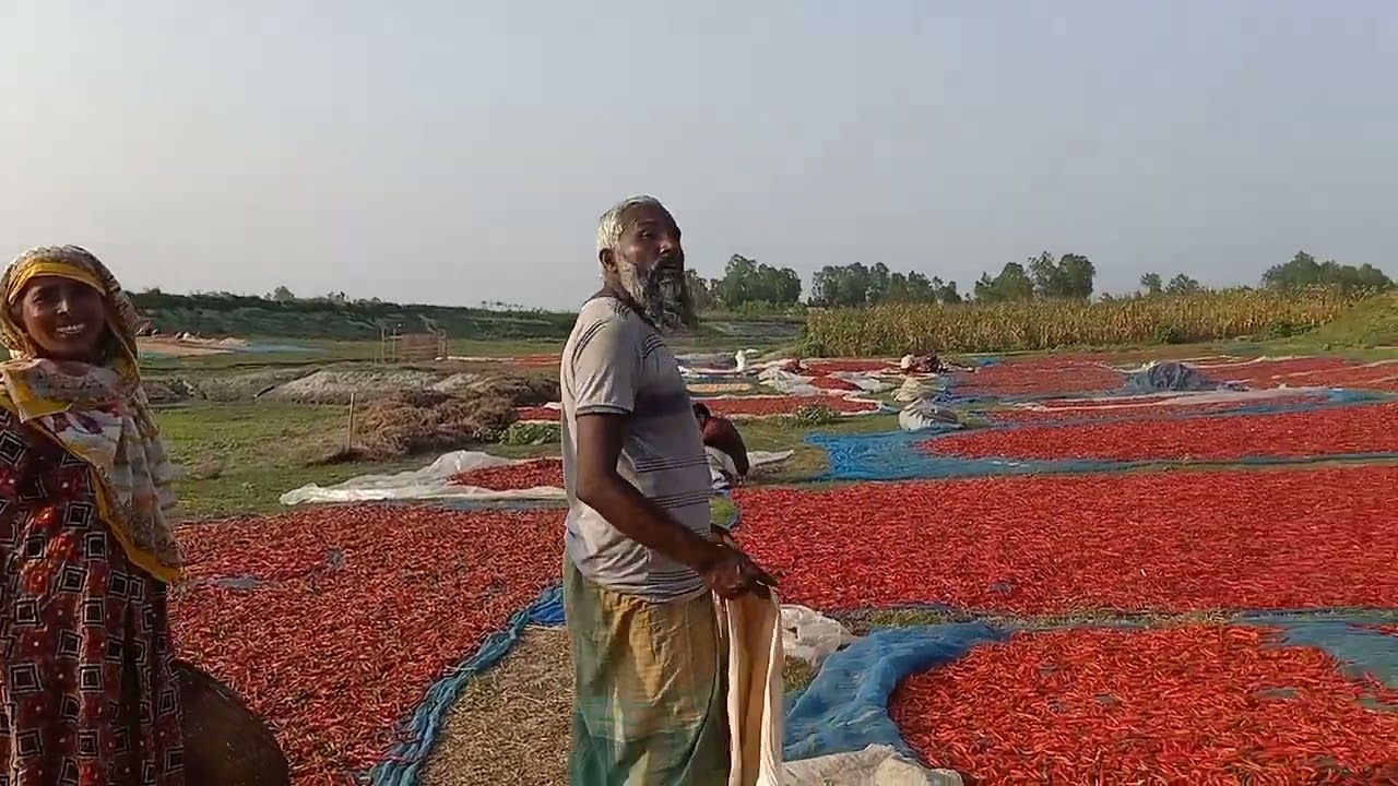 লাল মরিচের ঘাটি গায় বান্ধার ফুলছড়িতে