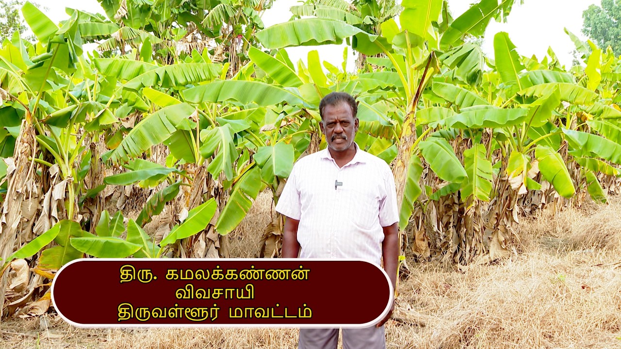 Leaf Banana - Farmer