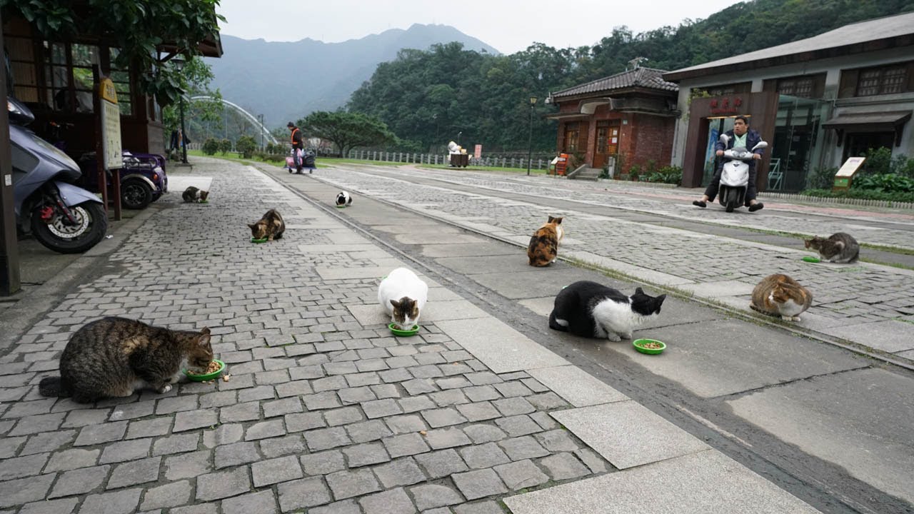 Life Inside The Incredible Cat Village In Taiwan