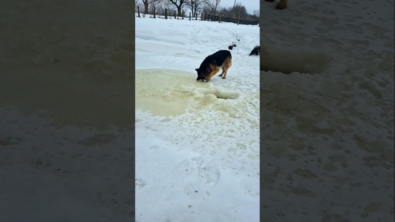 Льодяників захотів Дастер 😱🤣🤣 