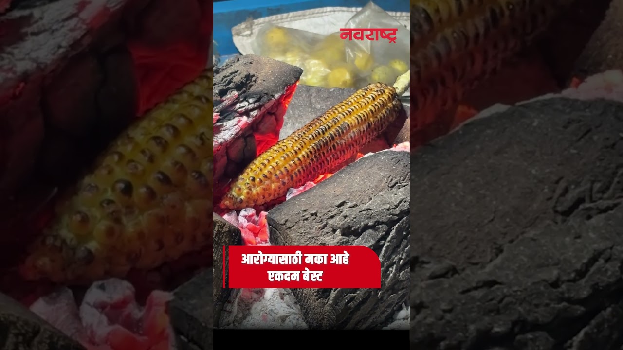 पावसात भाजलेला मका खाण्याचे फायदे  | Navarashtra