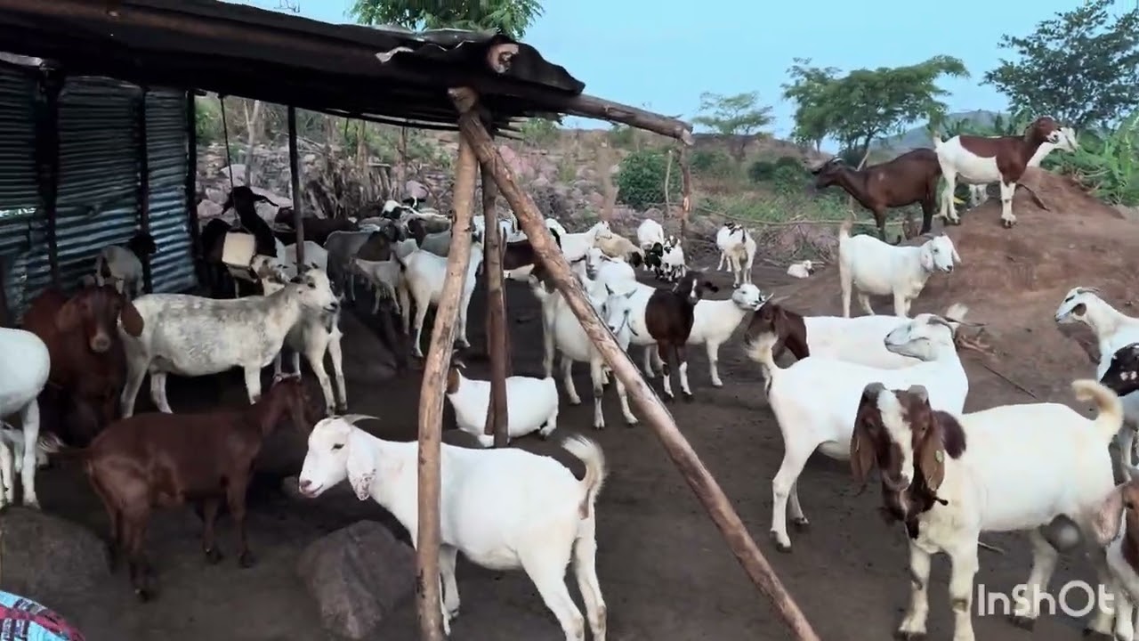 Наша новая ферма по разведению коз и овец (2026 год)