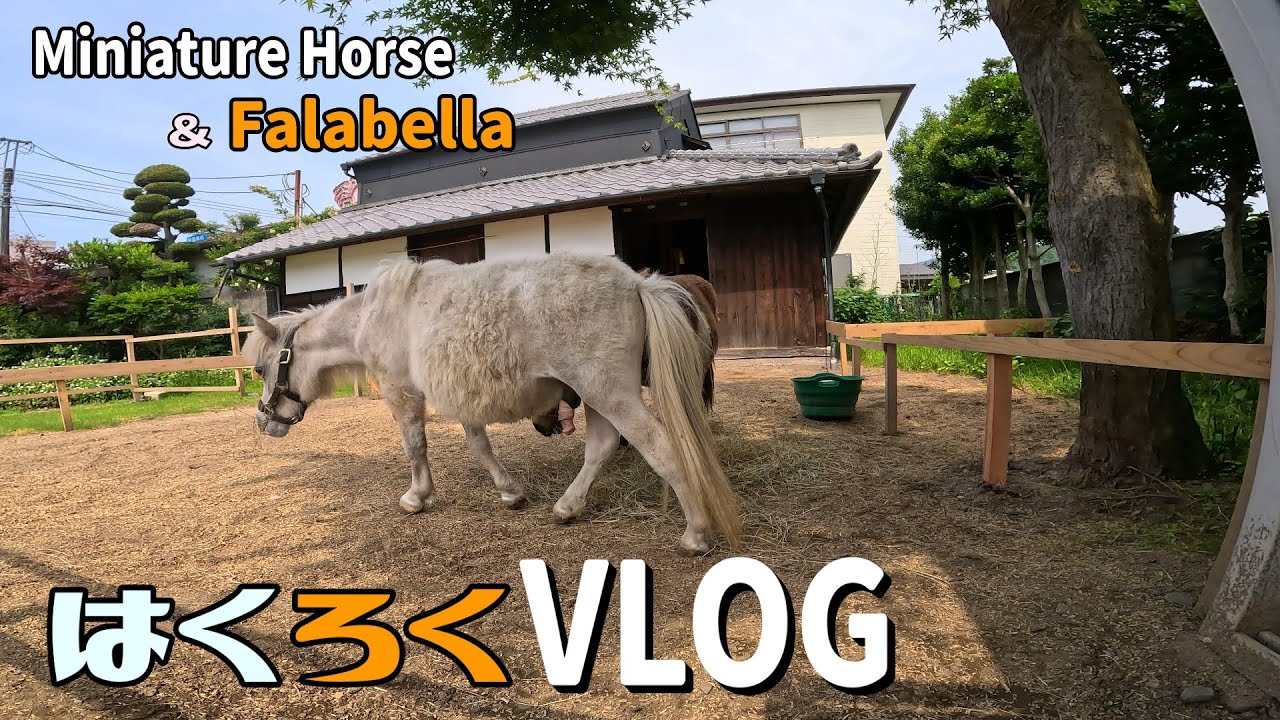 Discover the SECRET Life of Miniature Horses in Japan【はくろくVLOG】Vol.405