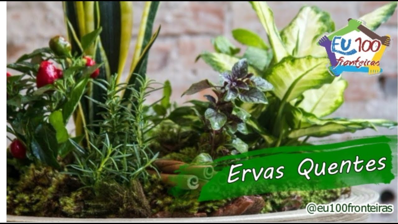 ERVAS QUENTES