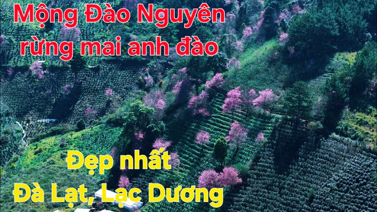 Mộng Đào Nguyên rừng mai anh đào đẹp nhất Đà Lạt, Lạc Dương