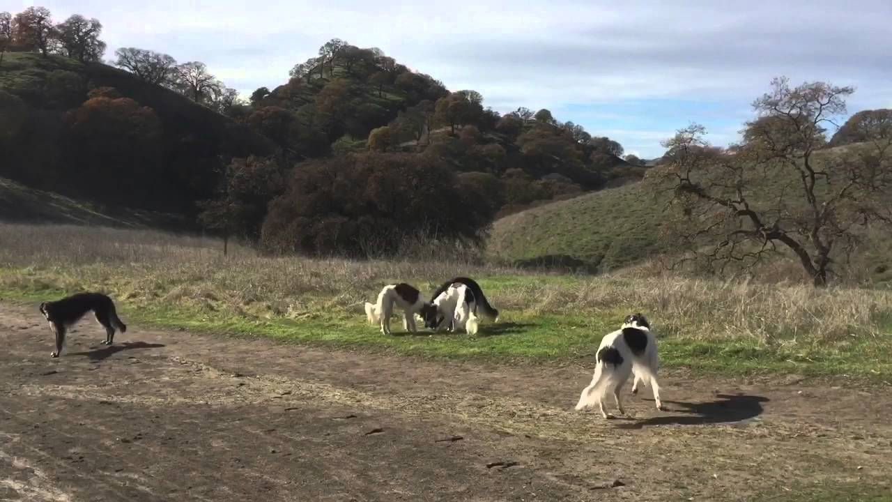 1 Borzoi and 4 Silken Windhounds go on a hike!