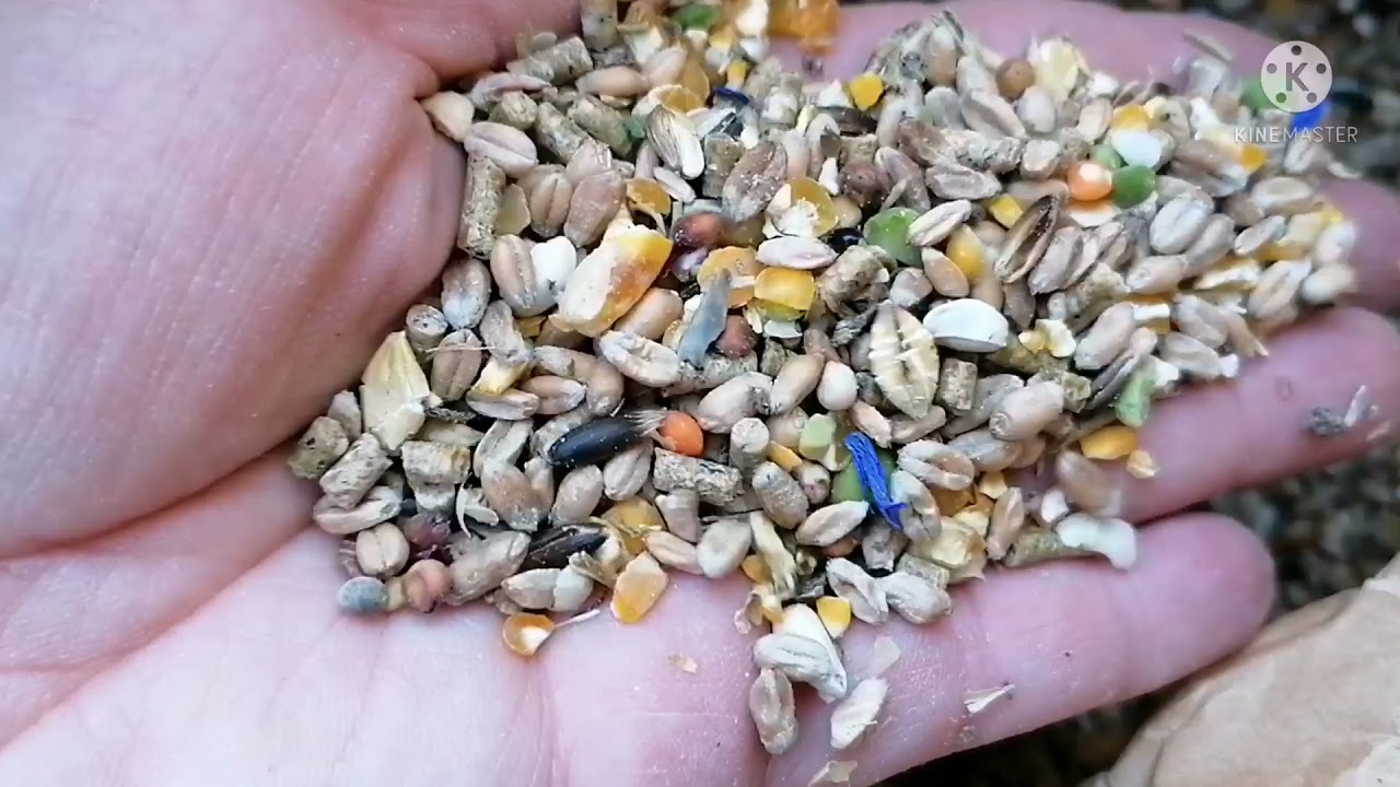 Seidenh&uuml;hner Glucken, K&uuml;ken und H&uuml;hnerfutter