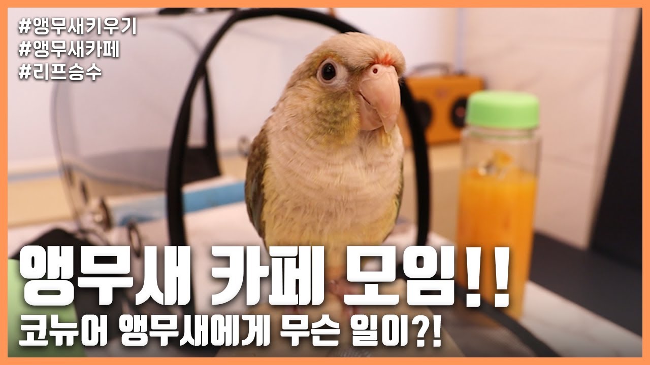 [앵무새키우기] 앵무새 카페 모임!! 코뉴어 앵무새에게 무슨 일이?! 리프패럿 앵무새 카페 권선점에서 만난 애조인들!! (1편)