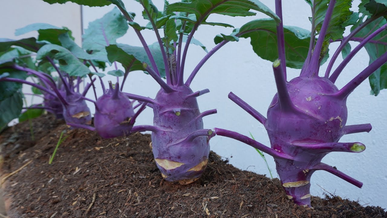 It's so easy to grow purple kohlrabi at home, the tubers are big and beautiful