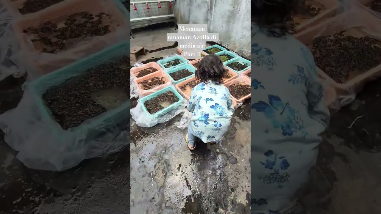 Cara menanam tanaman Azolla dimedia air part 4 