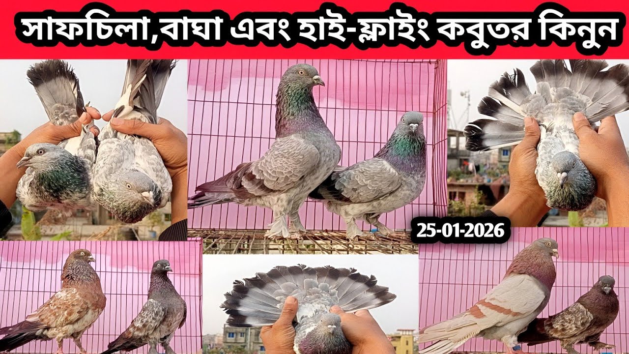 25-01-2026 সাফচিলা,বাঘা এবং হাই-ফ্লাইং কবুতর কিনুন | কবুতরের হাট | Pigeon market Prince bd | kabutar