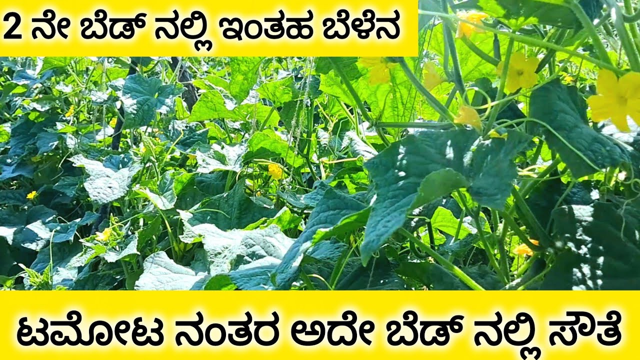 ಯಾವ ಗೊಬ್ಬರ ಬಳಸಿದ್ದಾರೆ? ಒಮ್ಮೆ ಈ ಗೊಬ್ಬರ ಬಳಸಿದರೆ 15 ರಿಂದ 20 ದಿನ ಕೆಲಸ ಮಾಡುತ್ತಾ? Cucumber farming 