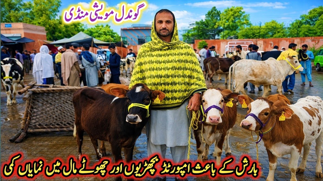 Today Gondal Mandi latest update 31March 2026!imported heifers Fresh Rate on Gondal Mandi!#cow#farm 