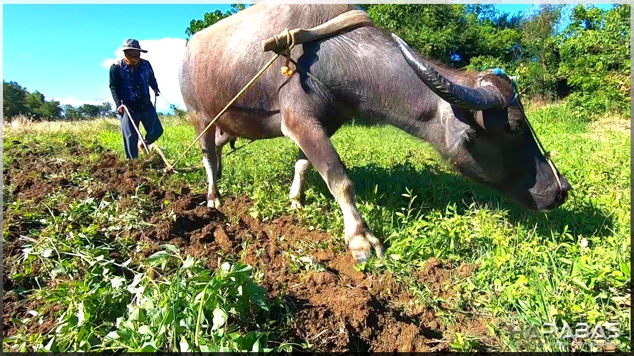 EP272-Part1 - Paglilipat ng Pinunlang Kamatis | Bukid Episode | Occ. Mindoro