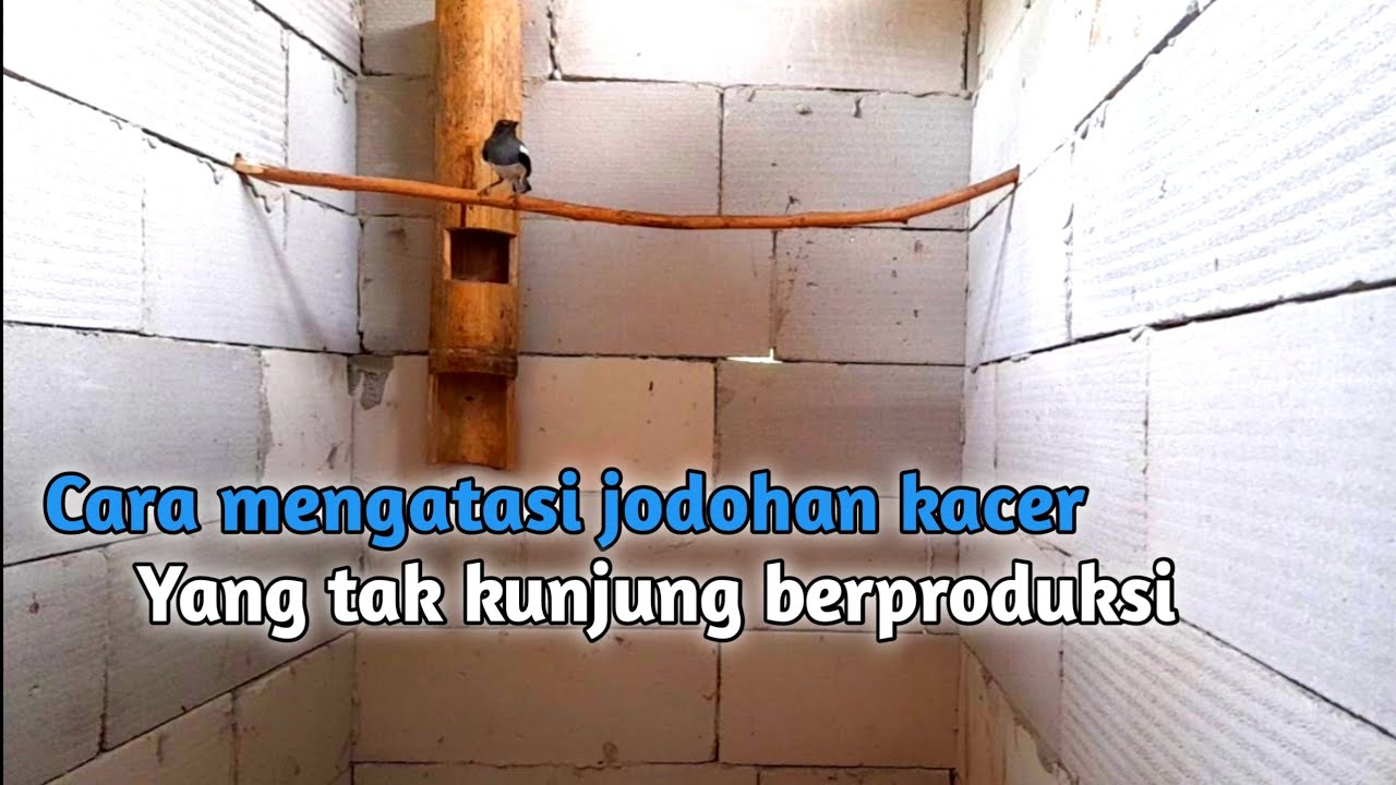 Cara mengatasi burung kacer yang tak kunjung bertelor atau berproduksi