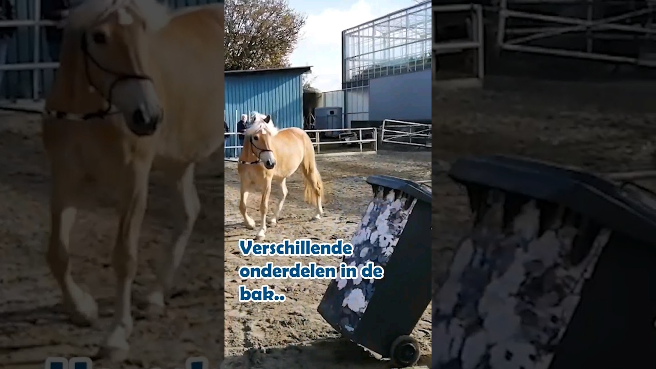 Schriktraining op stal!😱 #shorts #paarden