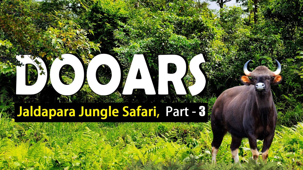 Dooars | Jaldapara | Jungle Safari | Travel Buff