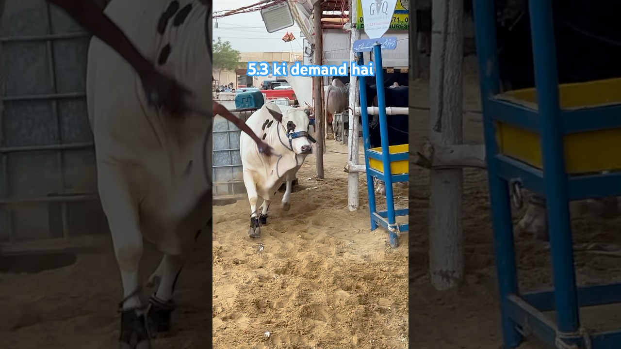 cow mandi Karachi || maweshi mandi 2025 #cowmandi #cattlefarm