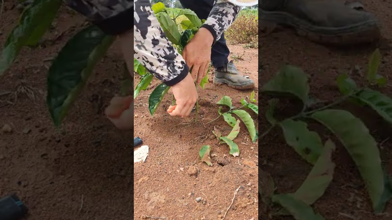 Poda apical em ROBUSTAS AMAZ&Ocirc;NICOS.