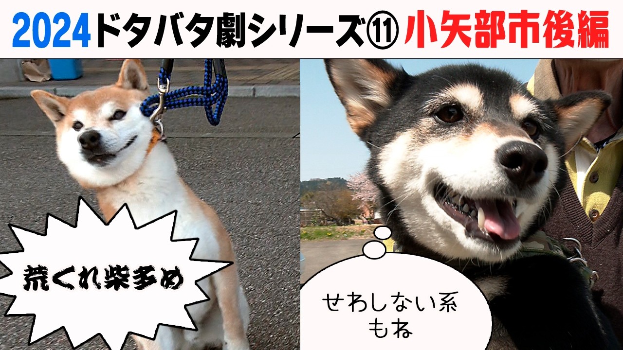 2024狂犬病予防注射会場のドタバタ劇⑪ 小矢部市後編