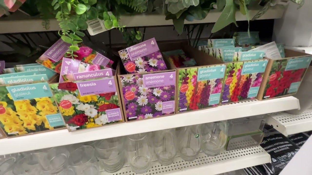 一元店的花球根、种子 - 今年有个坑