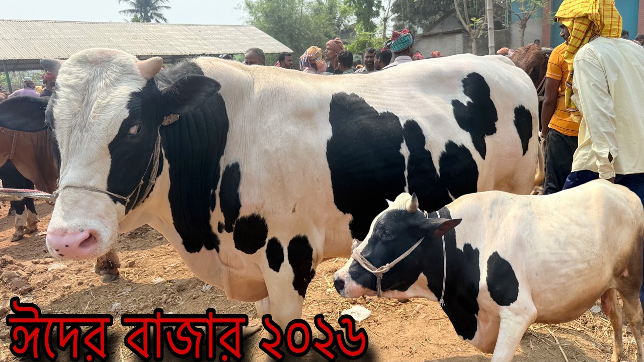 ঈদের বাকি ২ ১ দিন! মাংসের ওজনের ষাঁড় গরুর বাজার । পুড়োপাড়া গরুর হাট, ঝিনাইদহ