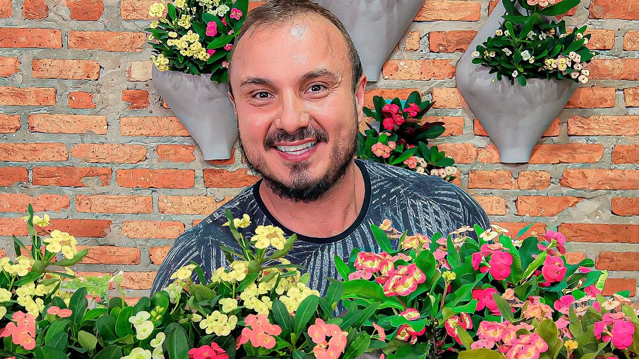 Euphorbia MILIIANA | Suculenta DE SOL que dá FLOR O ANO TODO!