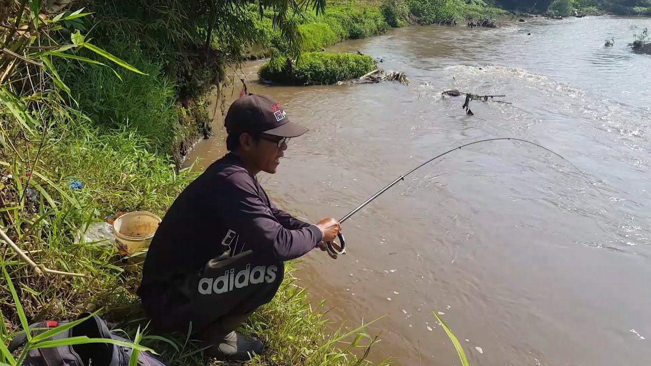 Mancing di air keruh di sambar ikan maracoca