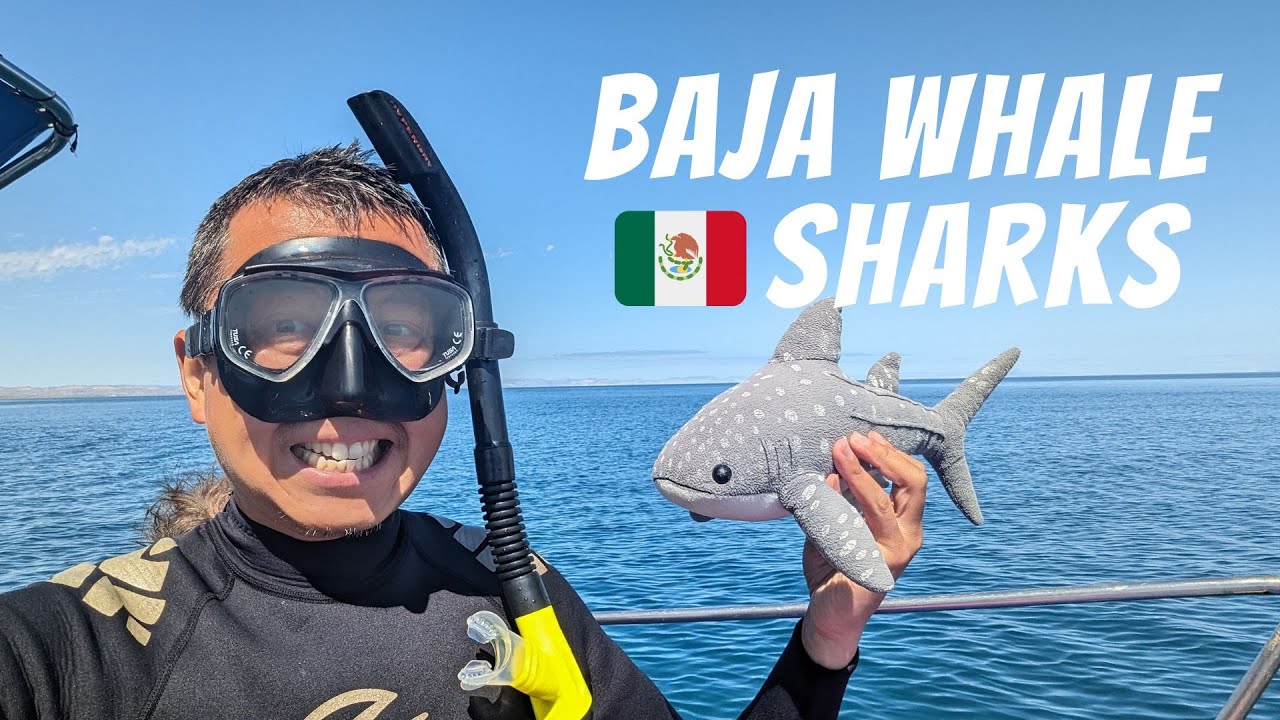 WE SWIM WITH BAJA WHALE SHARKS | La Paz VIP Tours Mexico