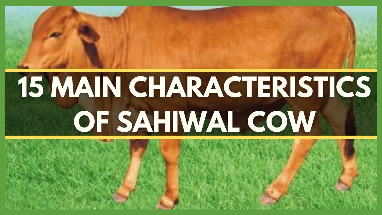 SAHIWAL CATTLE: 15 MAIN CHARACTERISTICS OF SAHIWAL COW |SAHIWAL WEIGHT| SAHIWAL COLOR | साहिवाल गाय