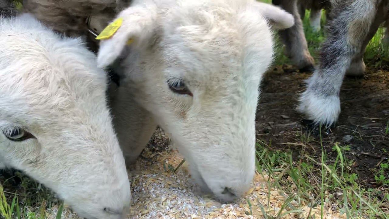 Herdwick