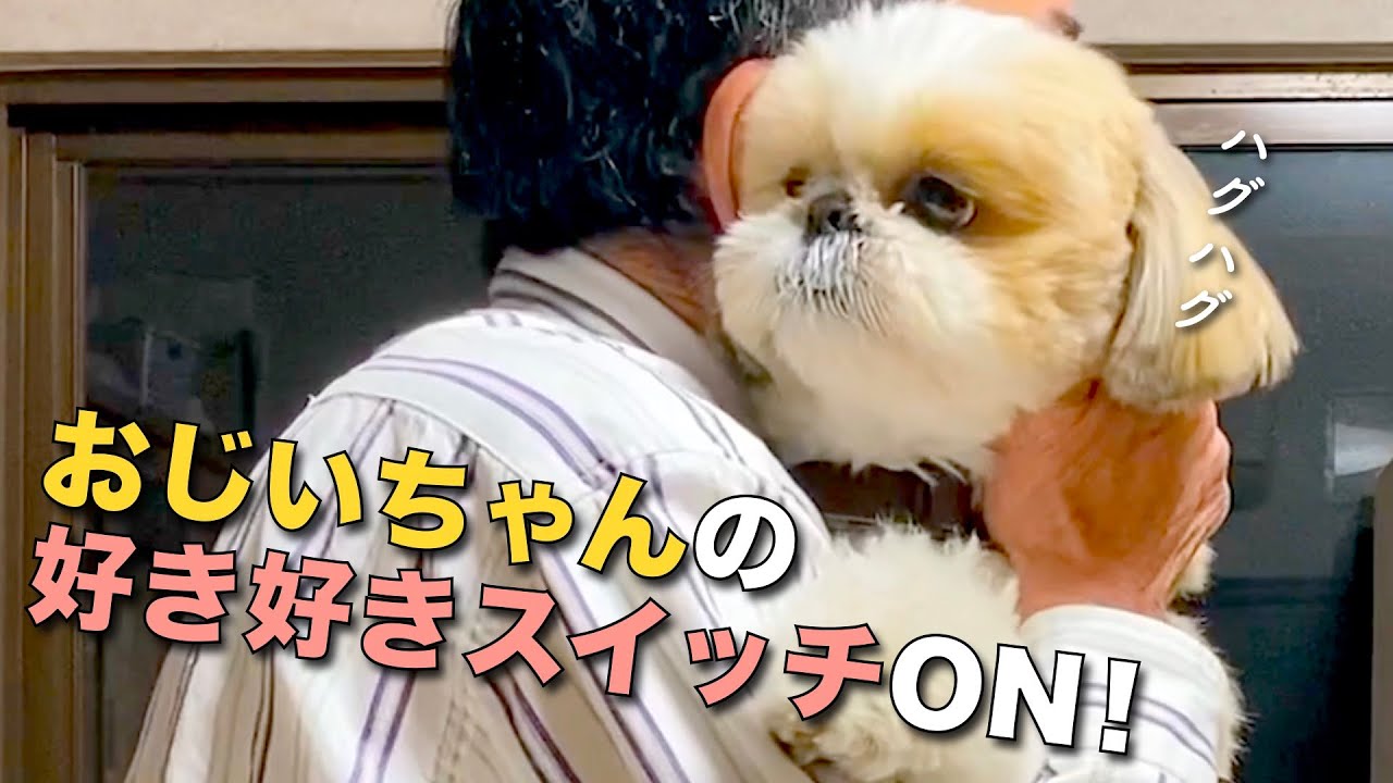 【シーズー】シーズー大好きおじいちゃん、好き好きスイッチがONになるとこうなる！www　〜実家へ行こう〜【233】