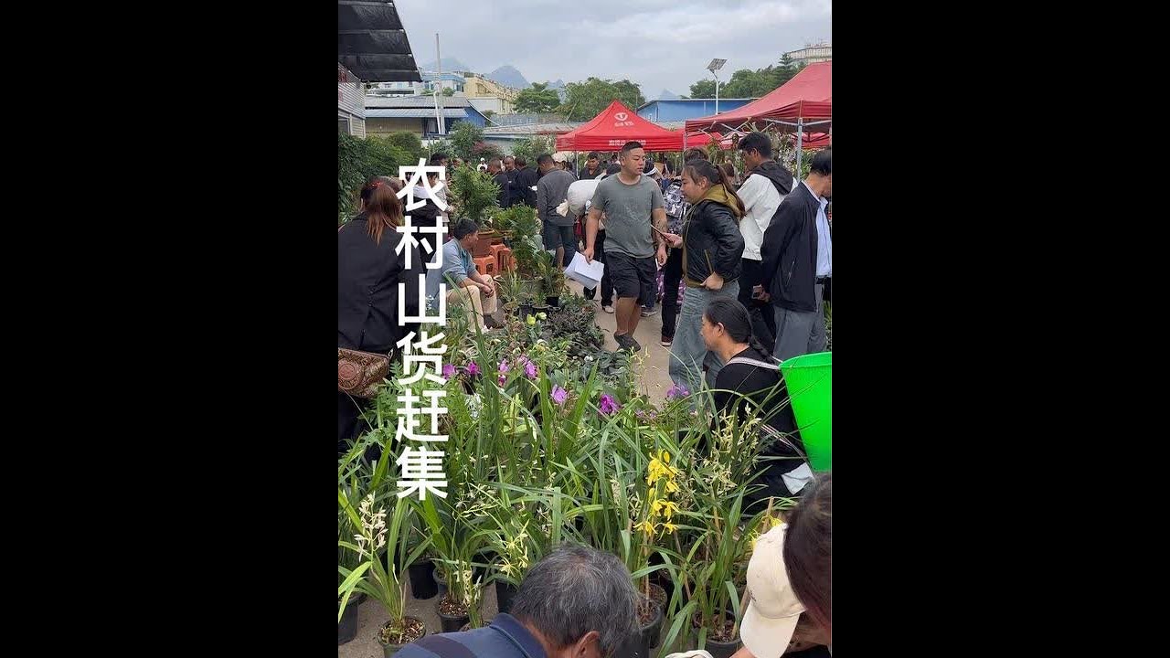 在这样的山货集市，好山货和漂亮盆栽可就多了，根本就给大家分享不完，有喜欢这样赶集的朋友吗#农村生活 #农村赶集#植物科普