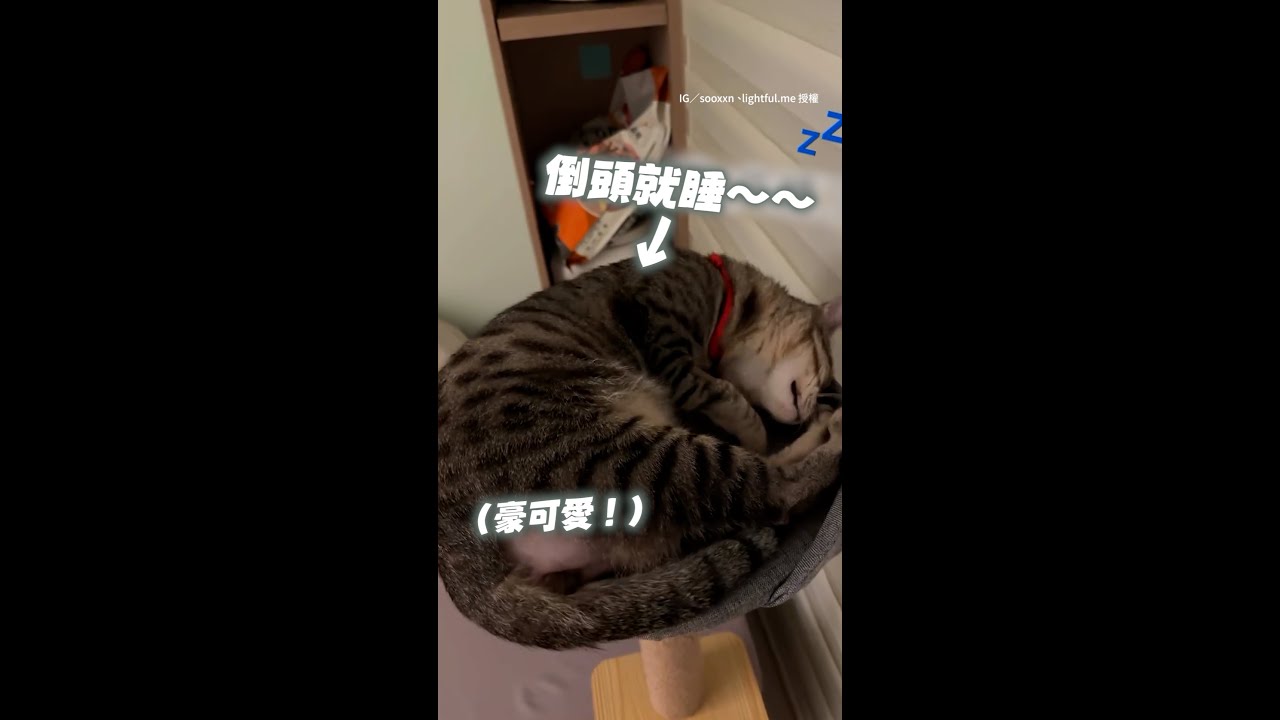 貓貓剛動完結紮手術 主人關心完倒頭就睡～ #Shorts