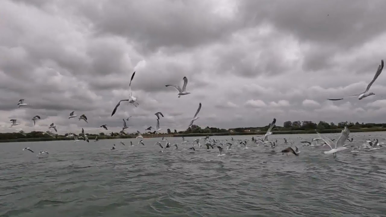 WINDFOIL BASE TOM SOUVILLE 19 08 2022 FLYING WITH THE BIRDS