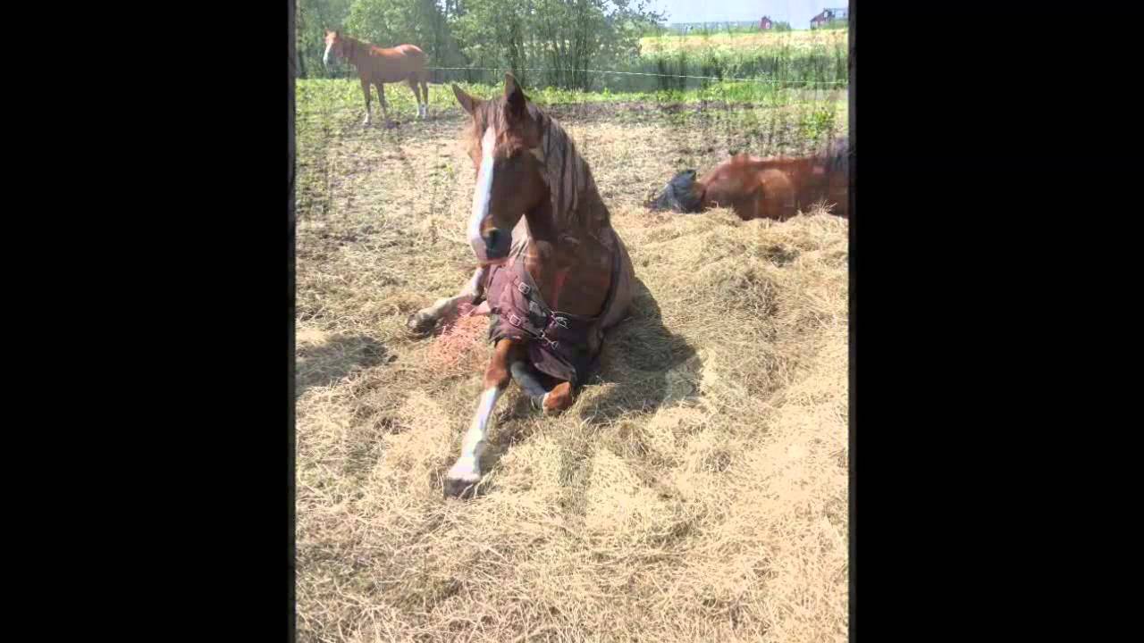 Mijn lieve verzorgpaard Sammy &hearts;
