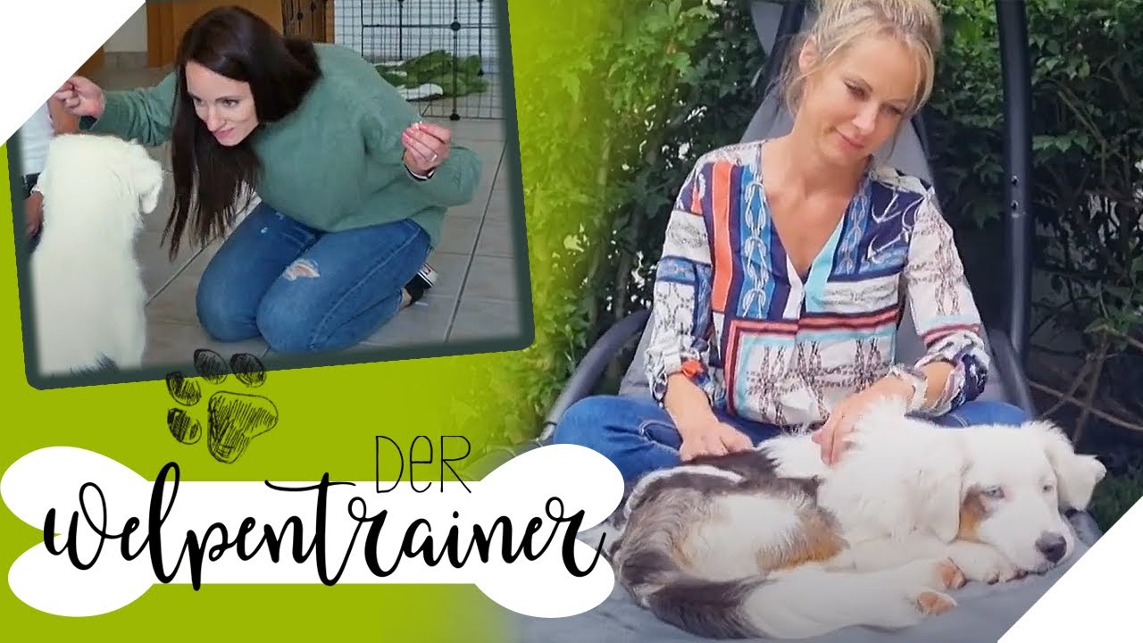 Körpersprache: Ein mächtiges Instrument in der Kommunikation mit dem Hund | Der Welpentrainer | sixx