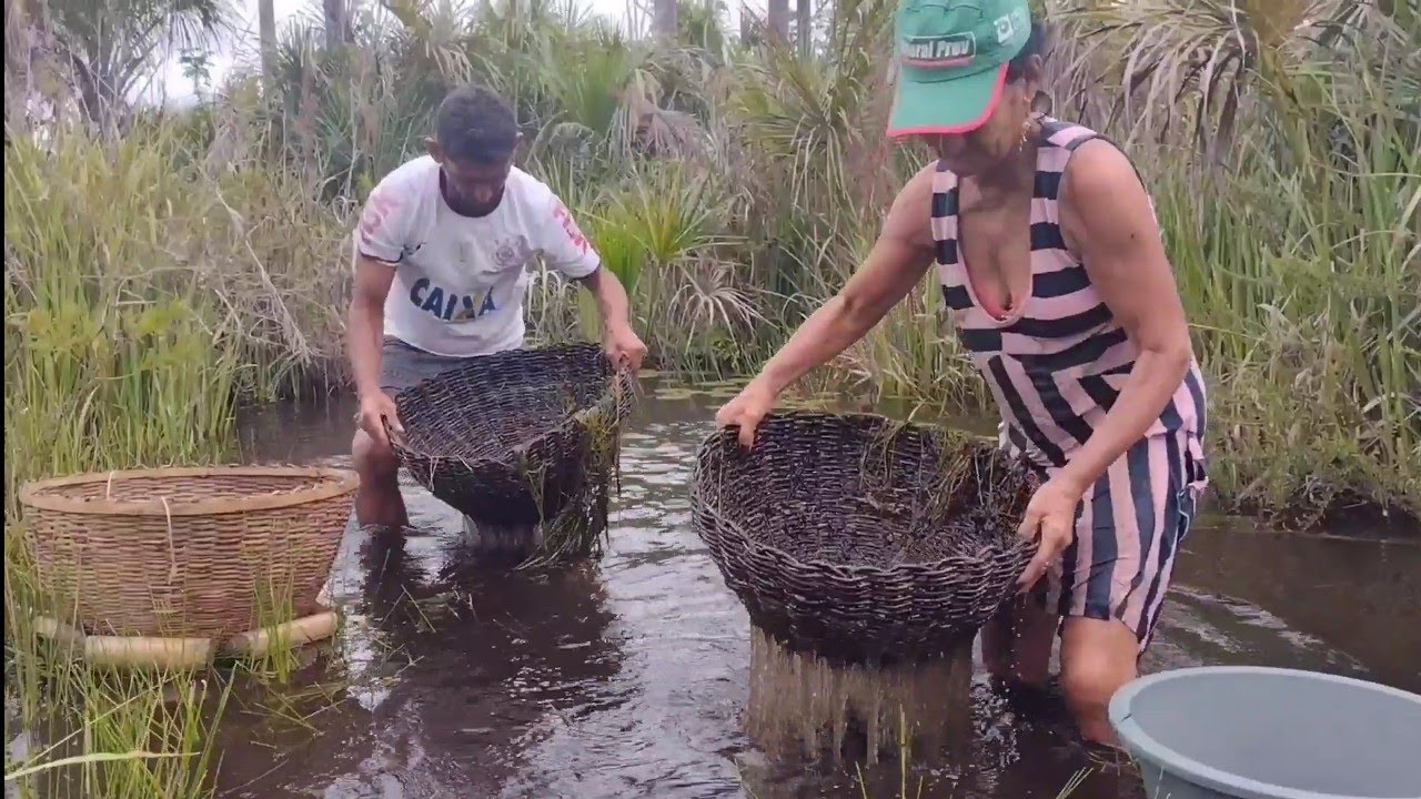 PESCARIA DE BALAIO, CAMARÃO DA ÁGUA DOCE NO INTERIOR DE TUTÓIA.