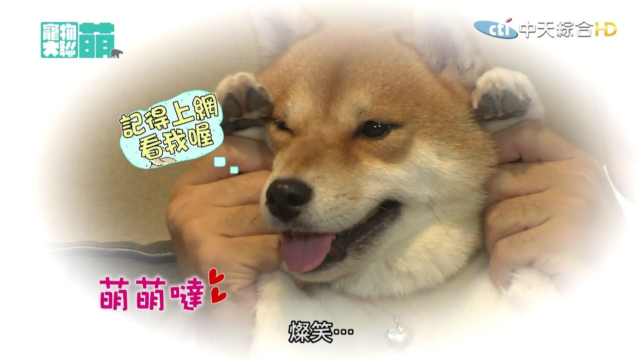 【寵物大聯萌#完整版】喵星人可愛實驗室　靈犬NANA來解惑！ 2016.11.06