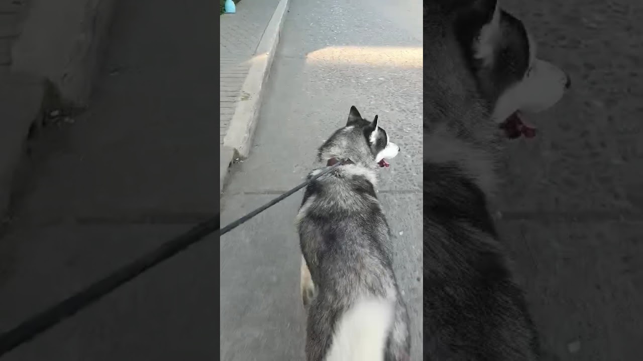 Happy Walk😊