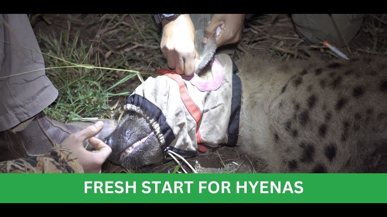 Fresh Start for Hyenas