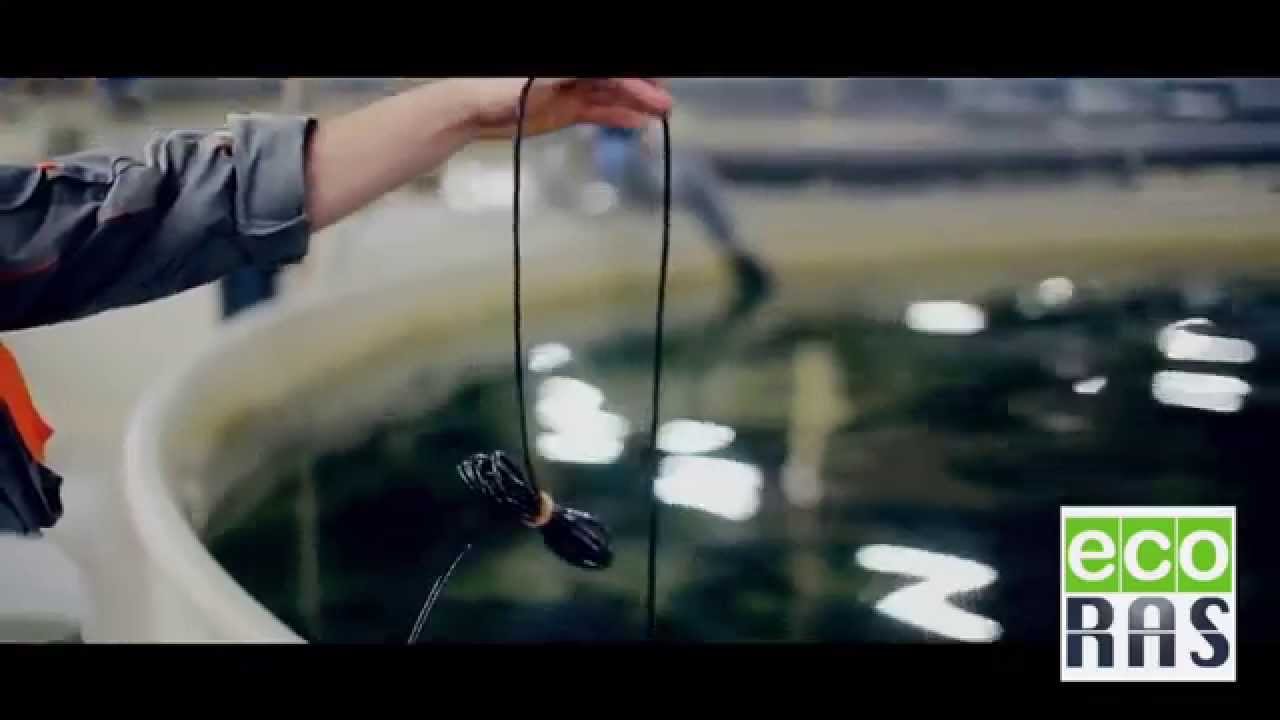 Recirculation Systems for Aquaculture (RAS) with FFAZ Automatic Feeding Systems by ECO-RAS