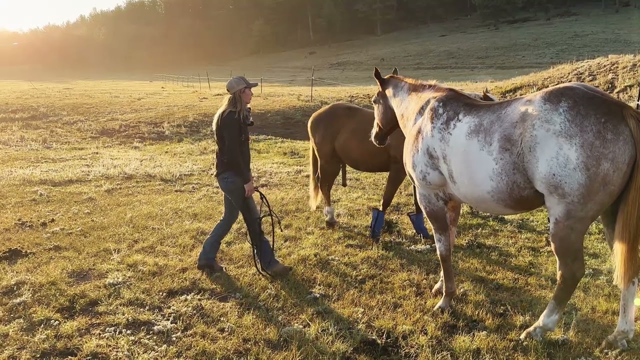 The Hard-to-Catch Trauma Horse “Fly”
