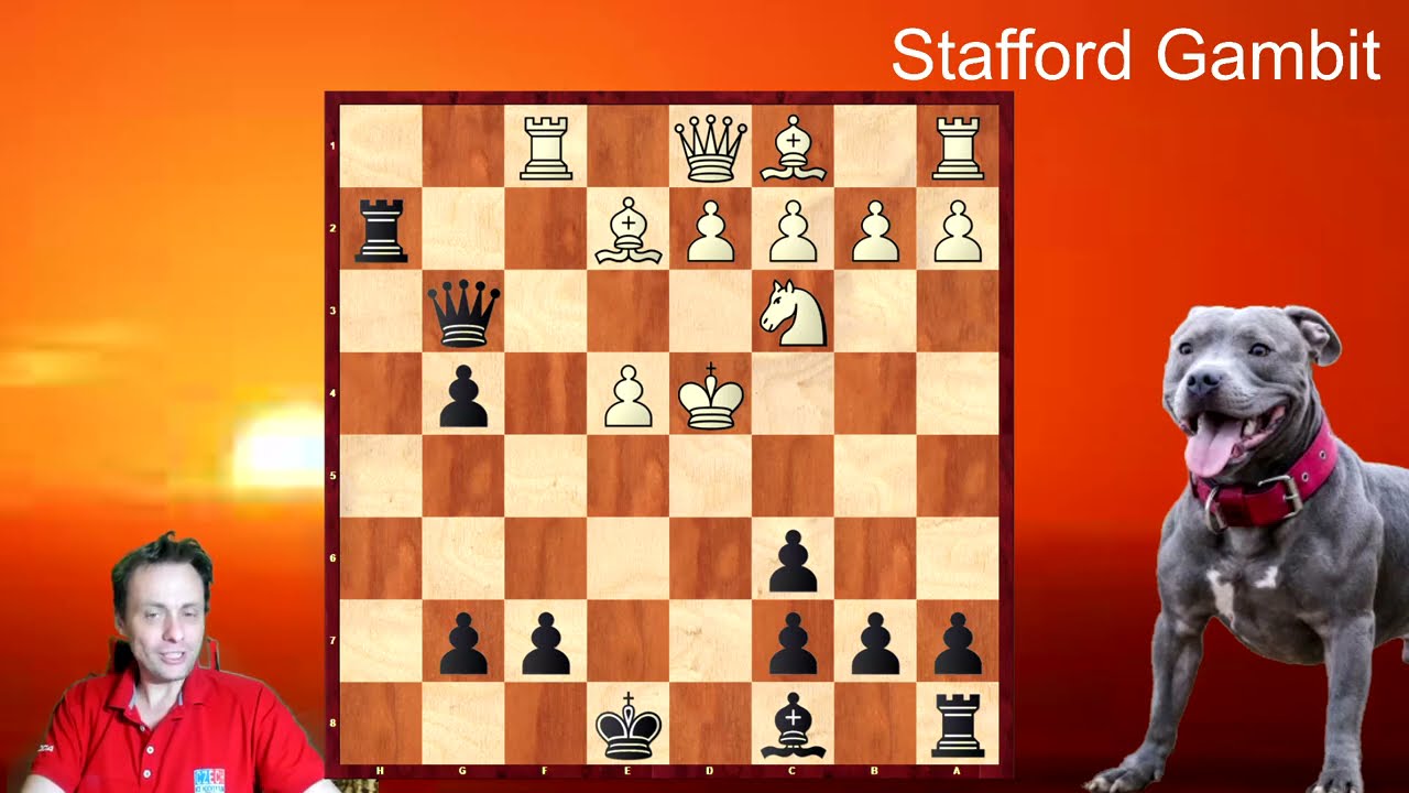 Teorie (ne) vůbec špatného zahájení - Staffordský Gambit - Hodně ostrý pejsek