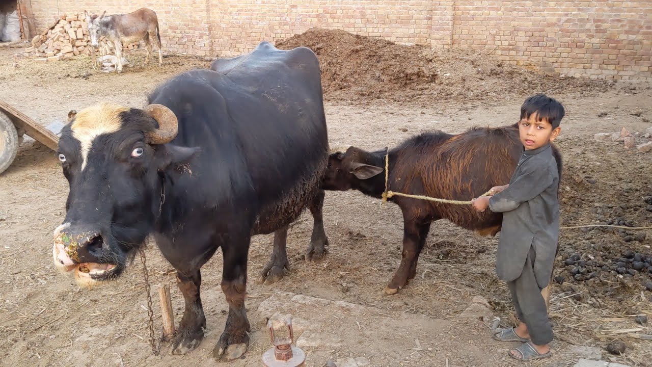 Buffalo farming | Get up milk of buffalo | buffalo evening time routine.