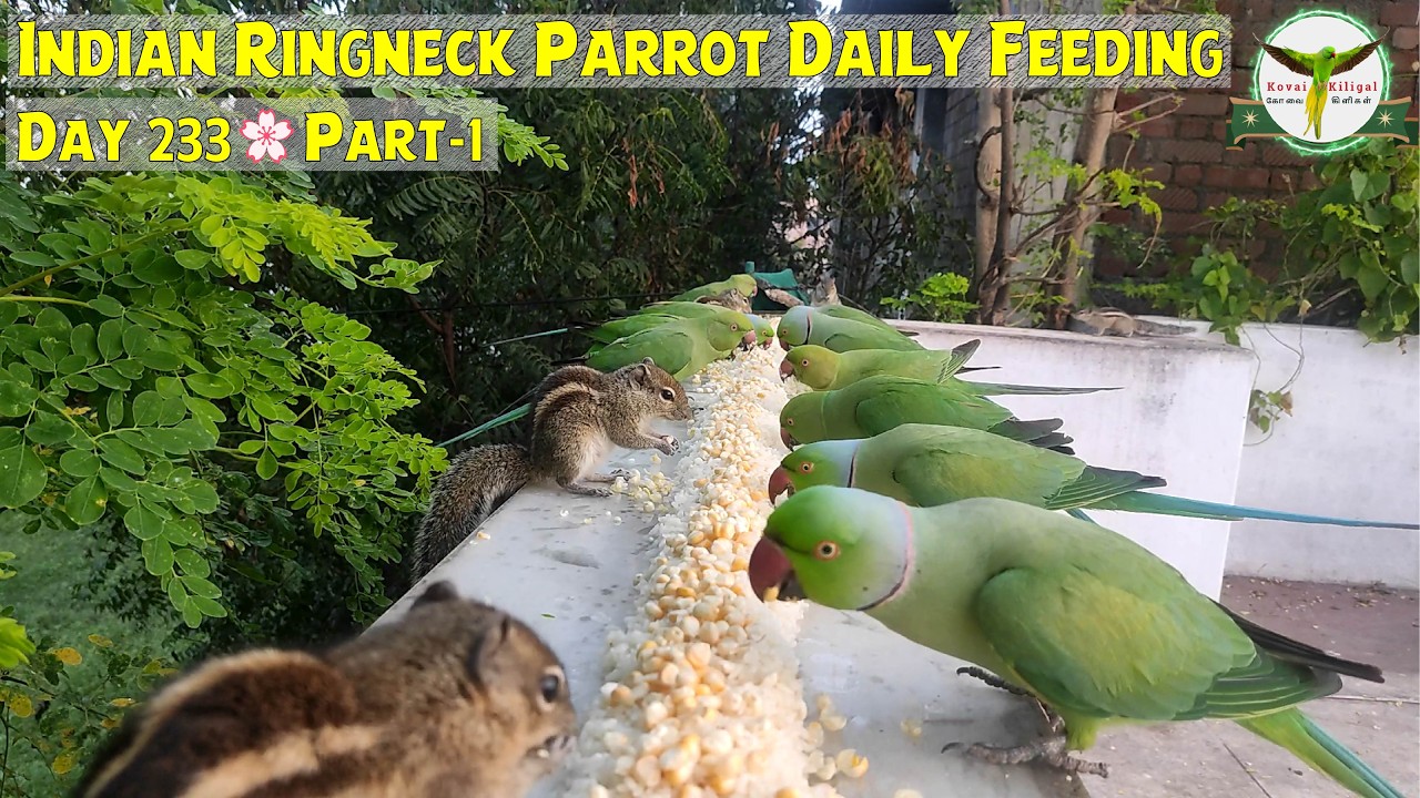 Indian Ringneck Parrot Daily Feeding Routine | Soaked Boiled Rice & Corn | Day 233 | Part-1