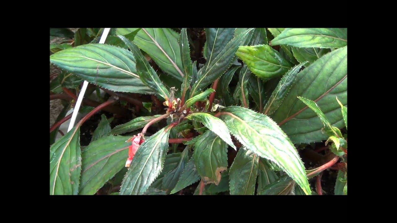 Broad mite injury identification